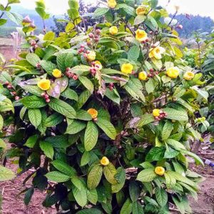 Cây trà hoa vàng ( ba chẽ)