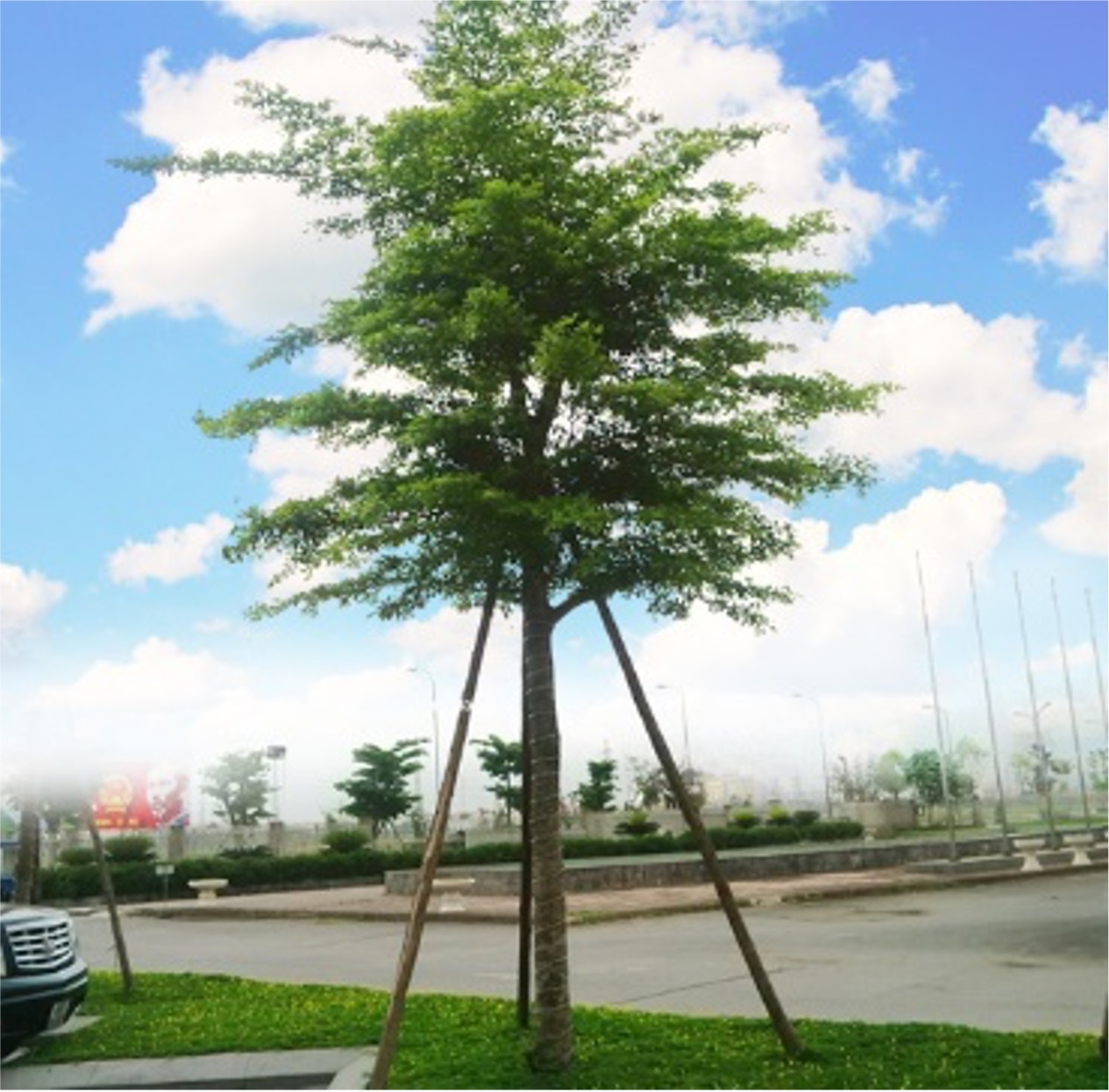 Cây bàng Đài Loan