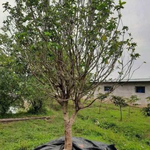 Cây mộc hương ta