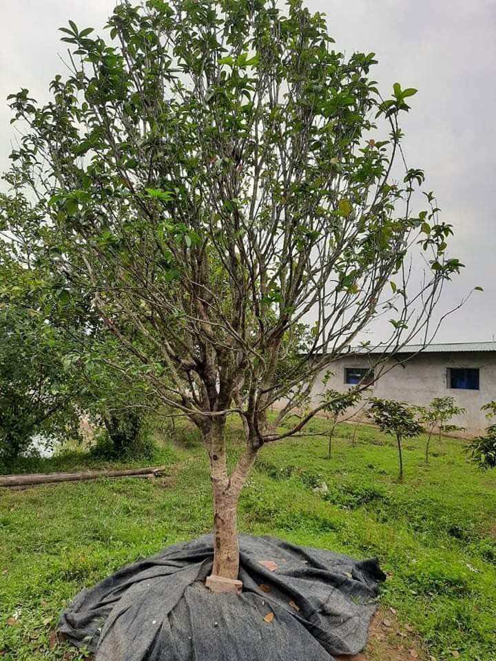 Cây mộc hương ta